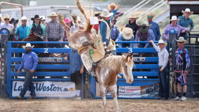 Rodeo event with a bucking horse and cowboy in a blue chute, surrounded by spectators and advertisements.